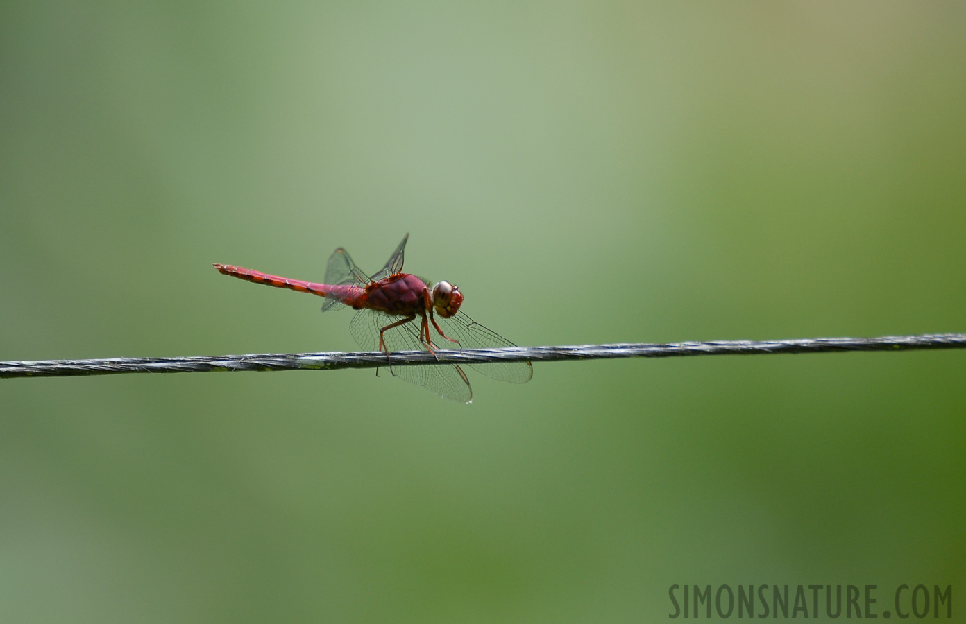 Orthemis discolor [400 mm, 1/80 Sek. bei f / 4.5, ISO 250]